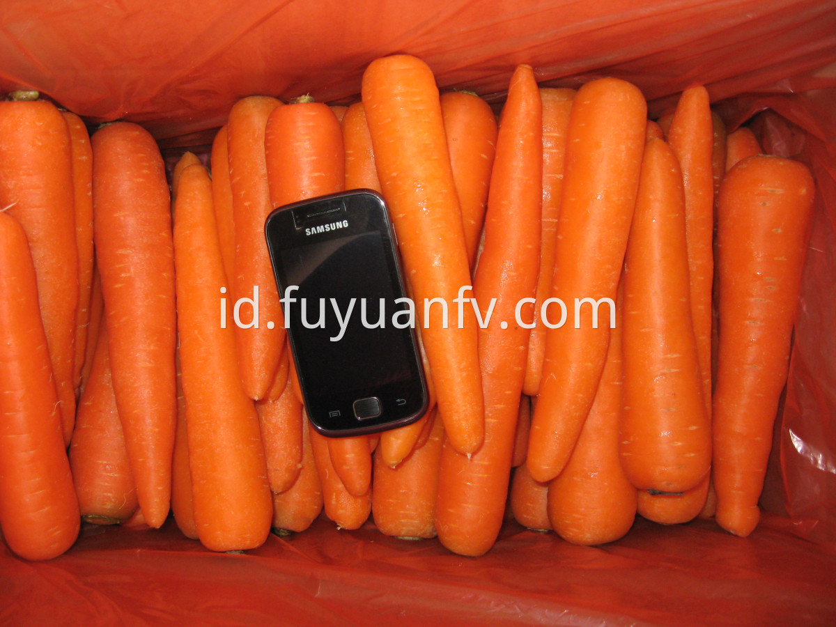 high quality carrot 